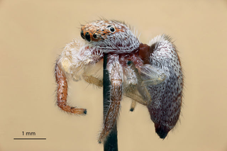 Illustration for article titled Fotografías macroscópicas tan nítidas que parecen irreales